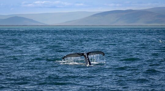 walvis