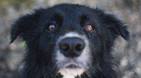Hond €5 miljoen