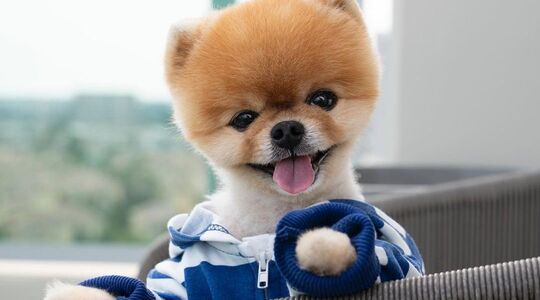 honden