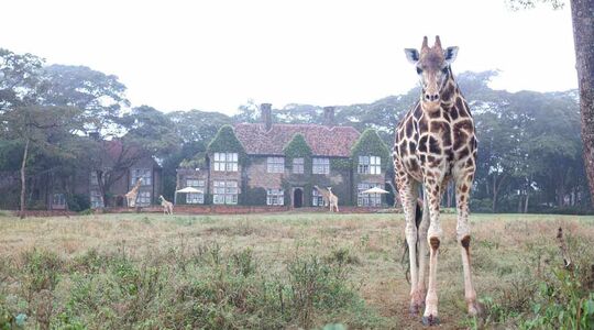 Giraffes hotel