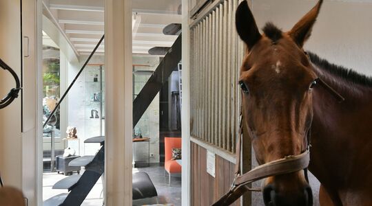 paard in de gang