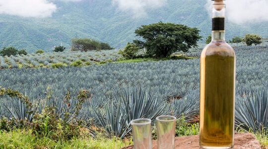 tequila whiskey