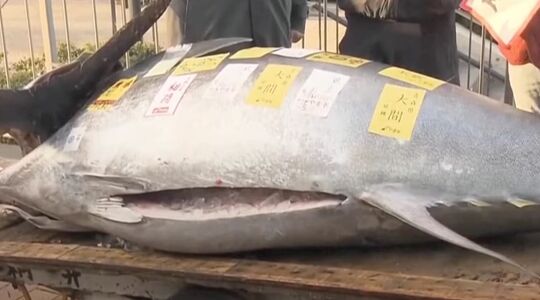De grootste vismarkt in Tokio wordt een blauwvintonijn verkocht voor € 720.000
