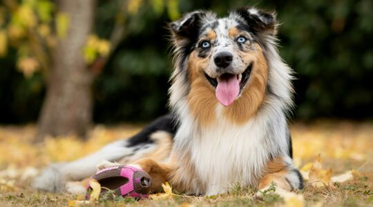Australische herder multimiljonair hond