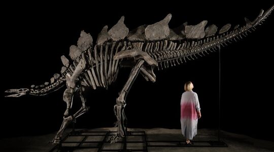 Stegosaurus