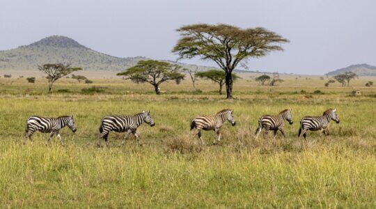 Een safari in Tanzania