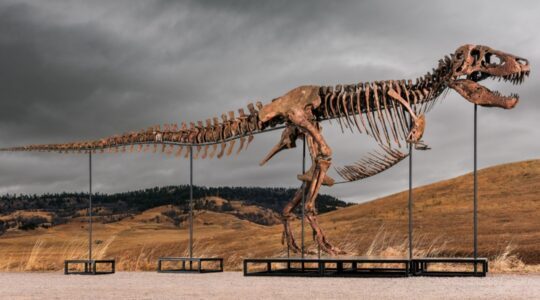 Het skelet van een T-Rex