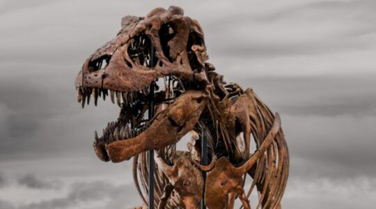 Het T-Rex-skelet dat op een veiling verscheen