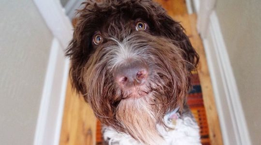 Illustratie voor: Amerikaanse hond eet $ 4.000 aan contanten, slechts deel weer terug