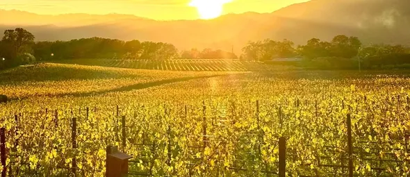 Luxemerk Chanel legt $ 39 miljoen neer voor een wijngaard in Napa Valley